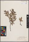 Foto von Salix herbacea L. x Salix lapponum L. x Salix polaris Wahlenb.
